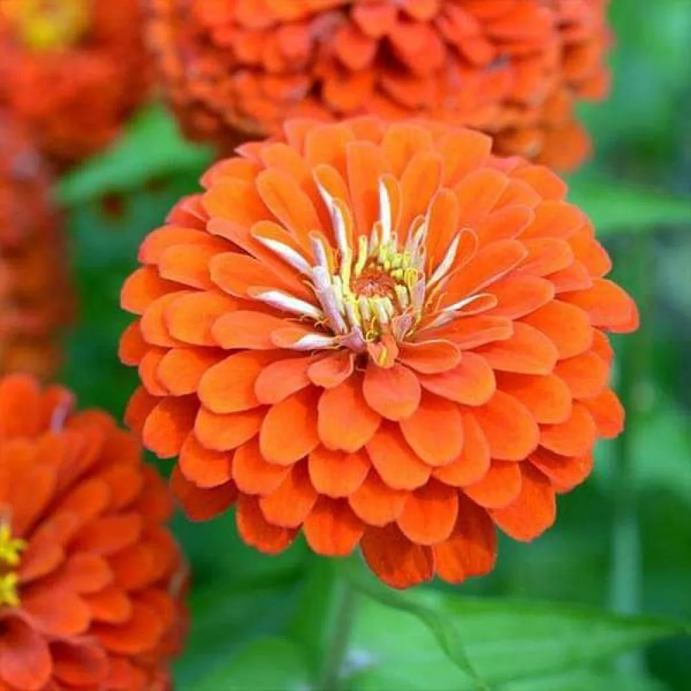 Tsinnia 'Golden State'