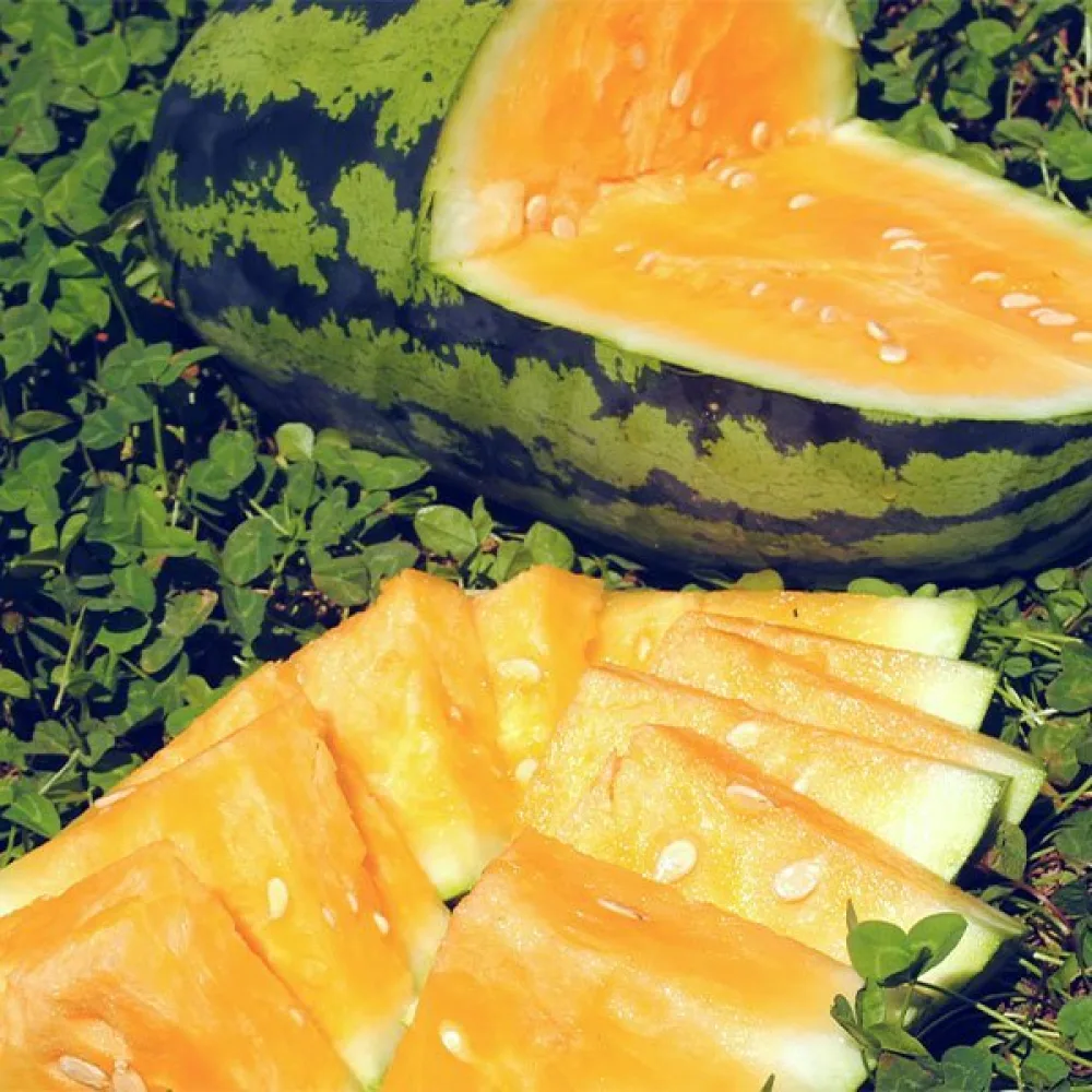 Vesimeloni 'Orangeglo'