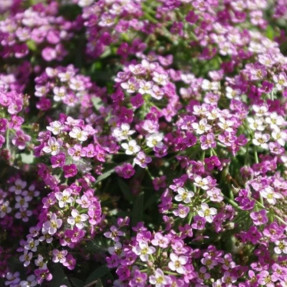 Tuoksukilpiruoho 'Royal Carpet'