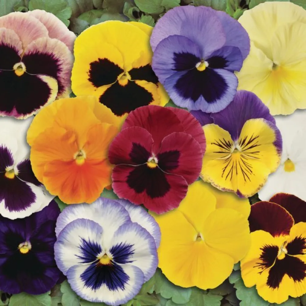 Tarhaorvokki 'Aalsmeer Giants' (sekoitus)