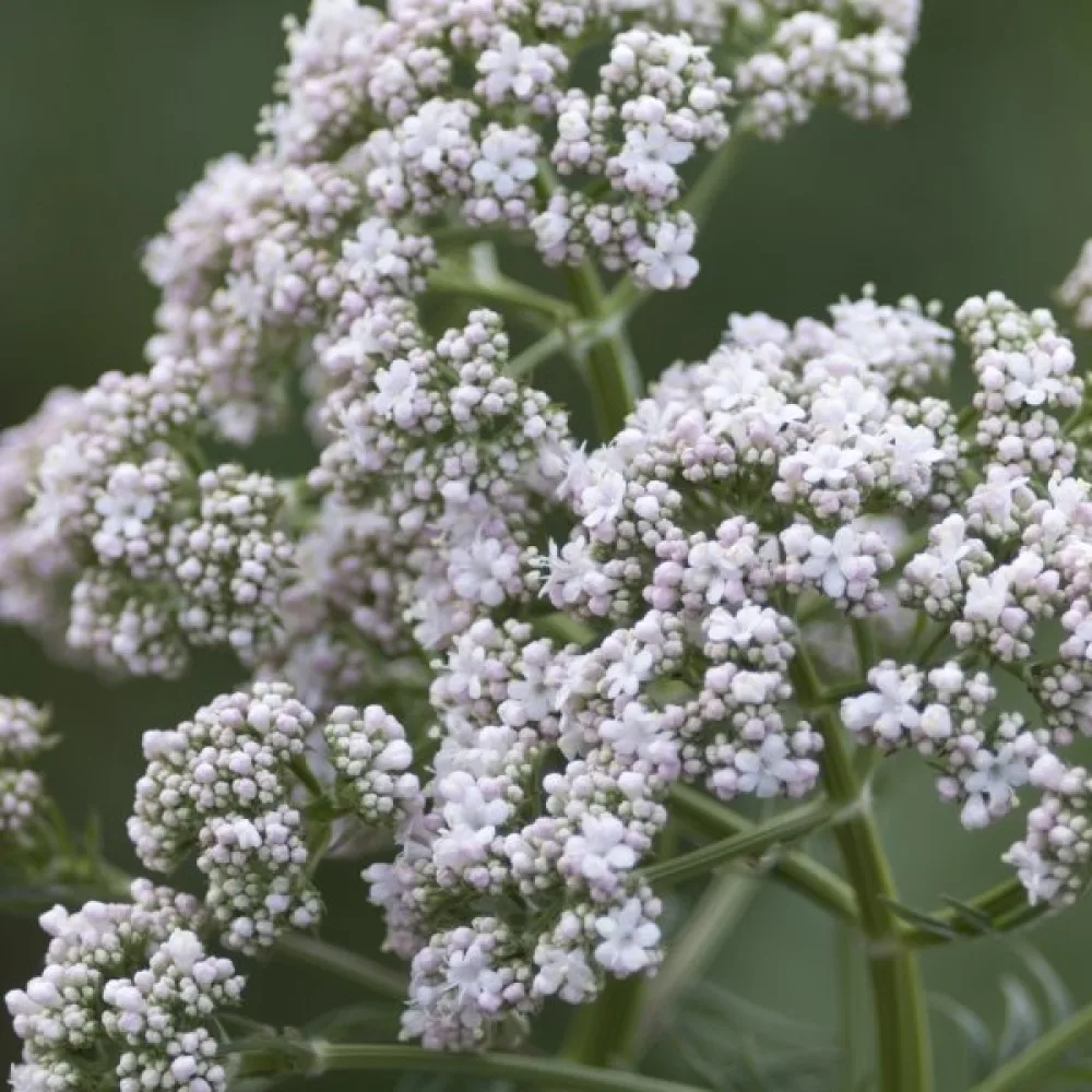 Rohtovirmajuuri Valeriana officinalis