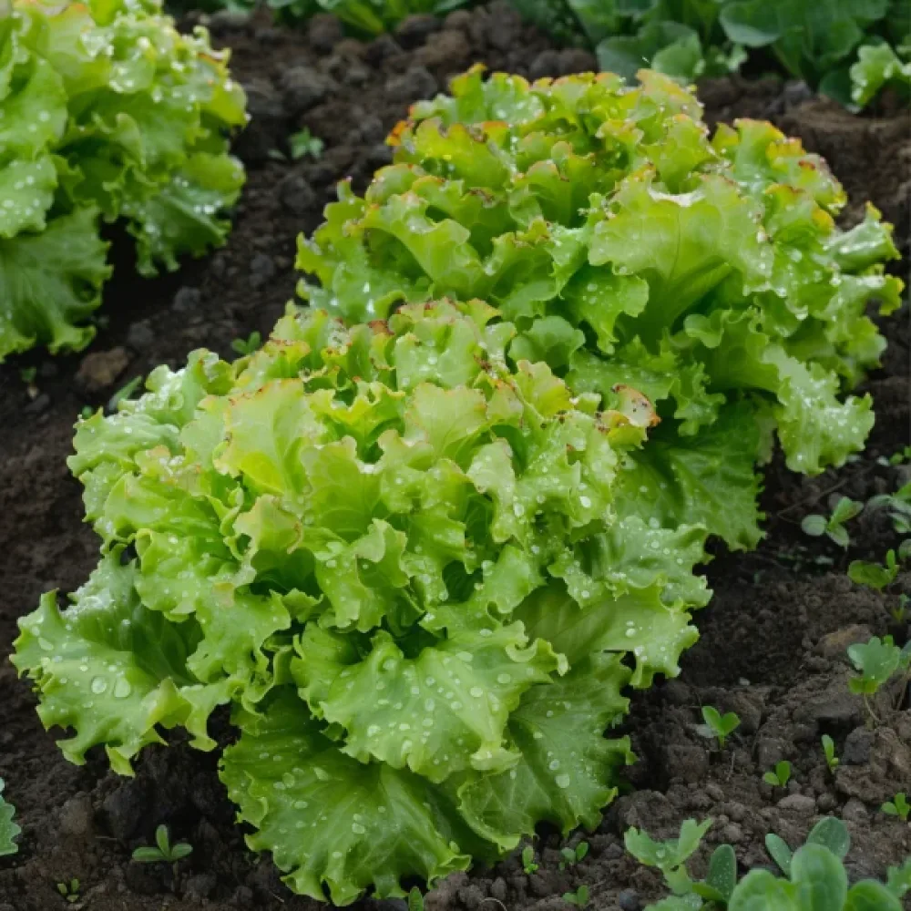Salaatti 'Muleta'