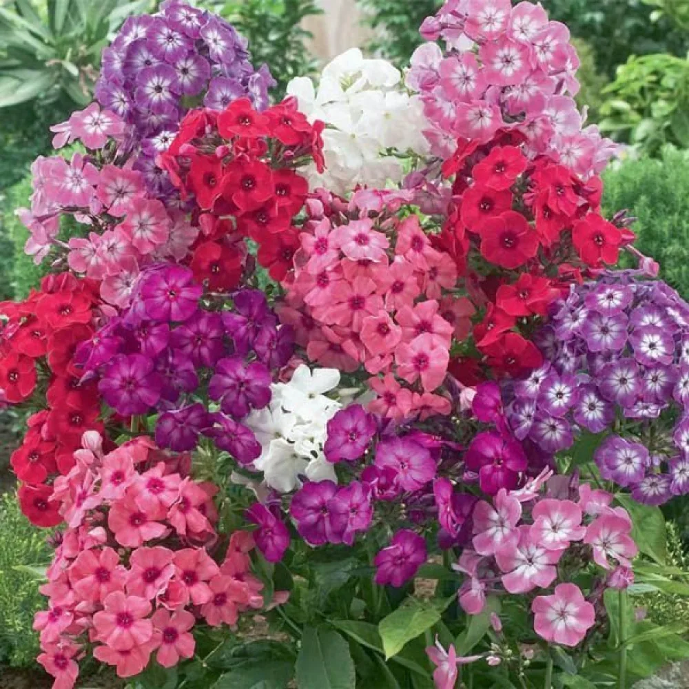Kesäleimu 'Cecily', pastellisekoitus