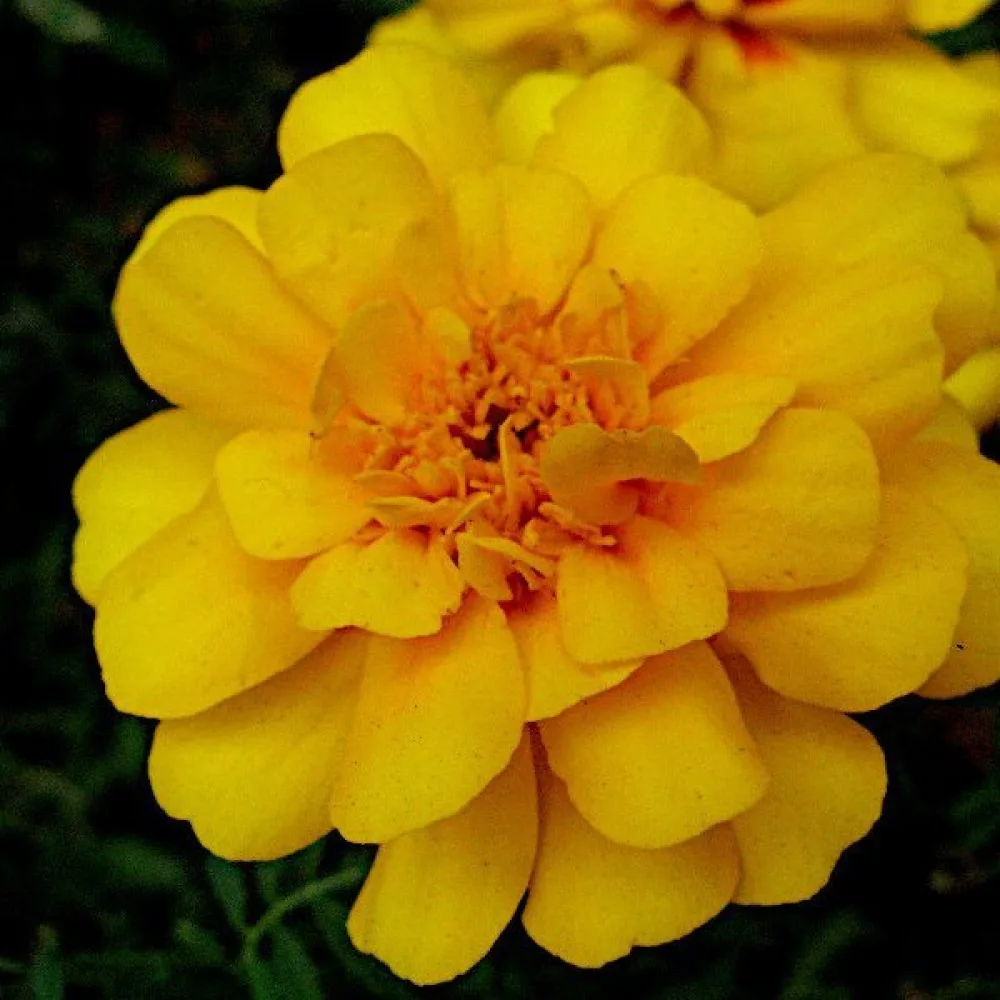 Ruusukesamettikukka 'Petite Spry'