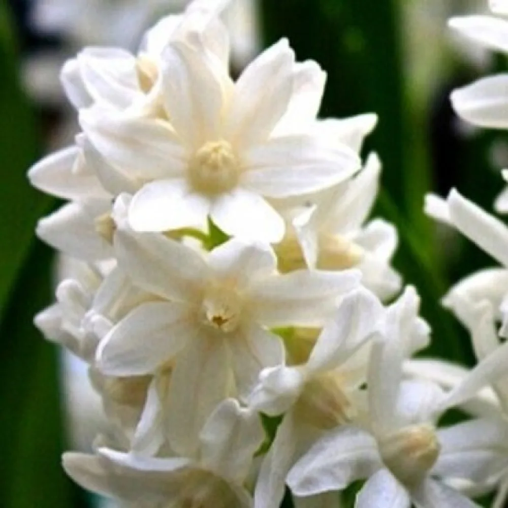 Kirjosinililja 'alba'