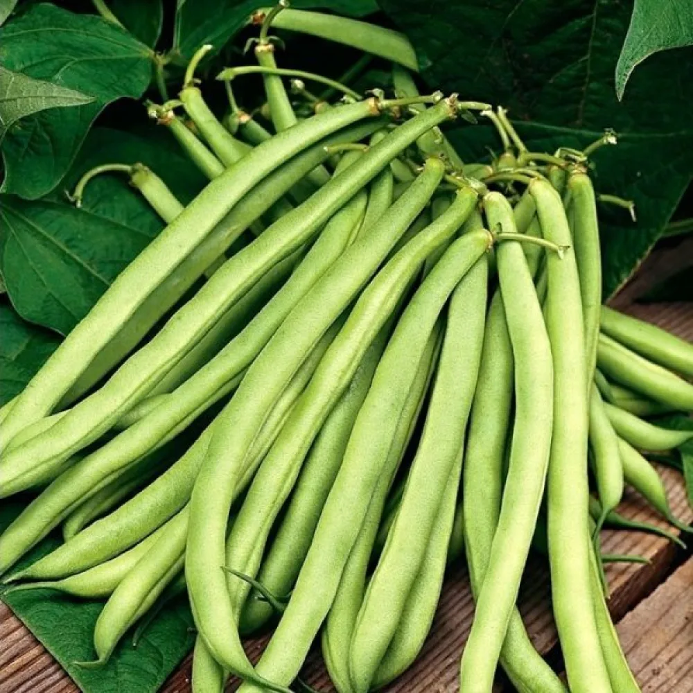Tarhapapu 'Scuba'