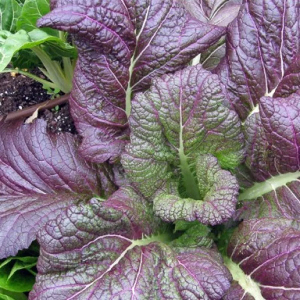 Komatsuna, violetti