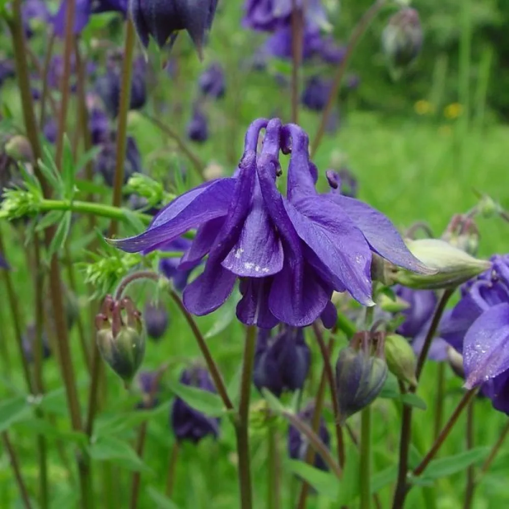 Lehtoakileija – sininen