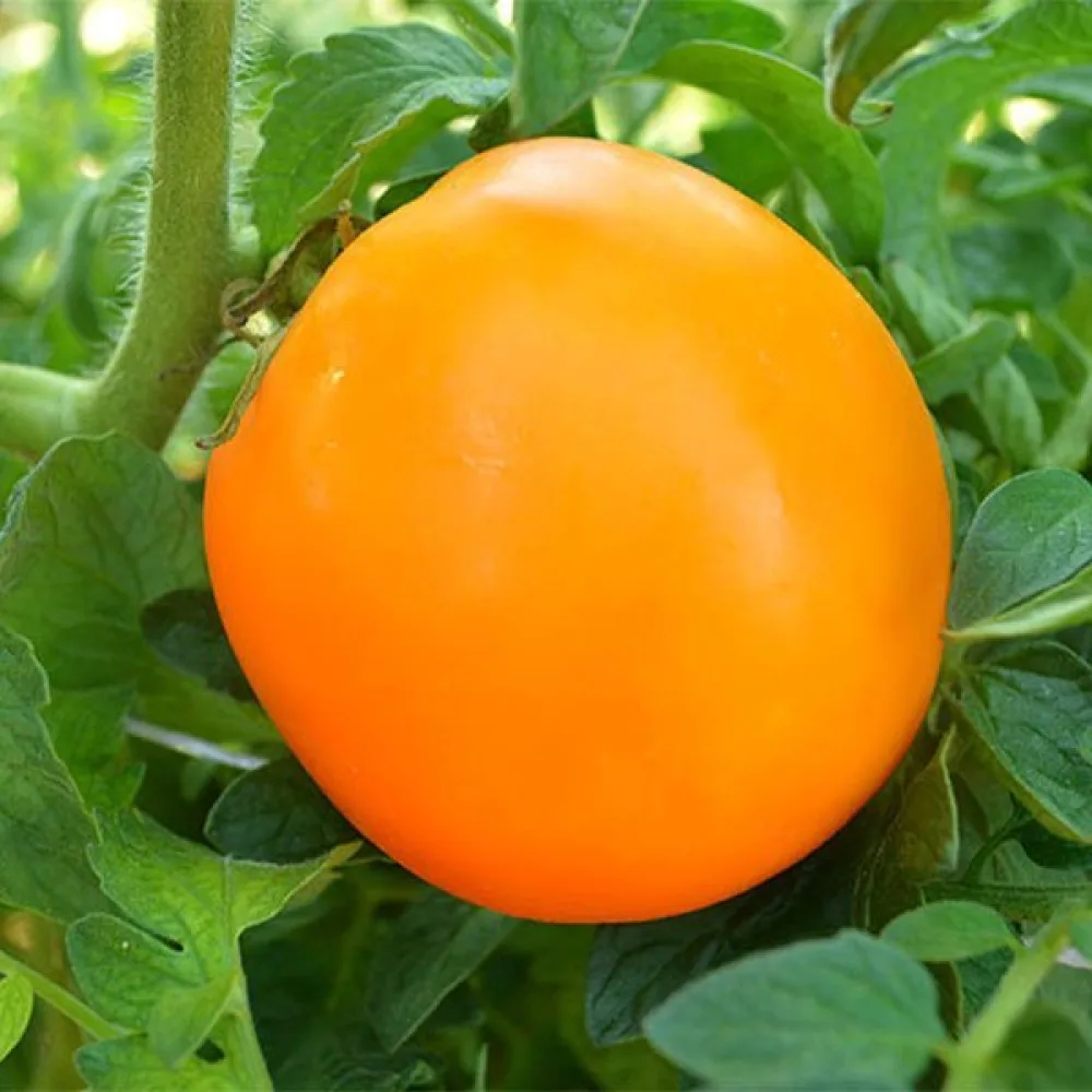 Tomaatti 'Orange Queen'