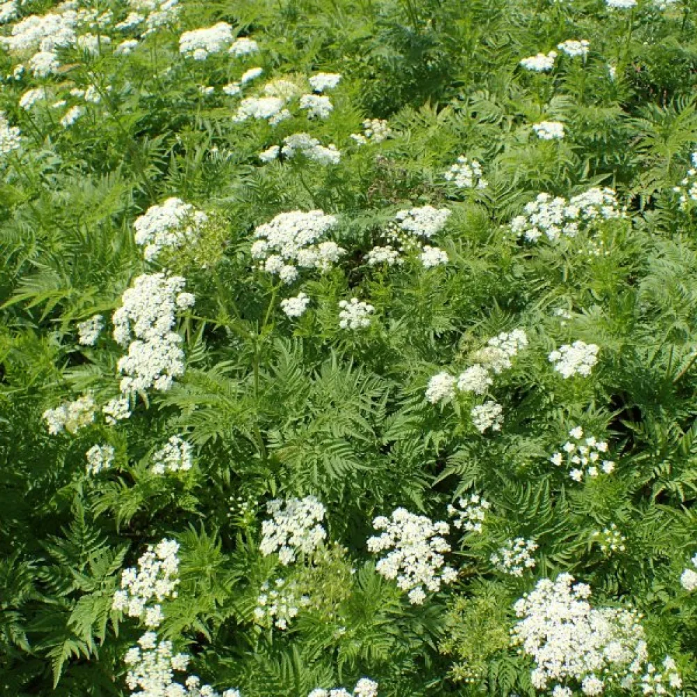 Kultakirveli Chaerophyllum aureum