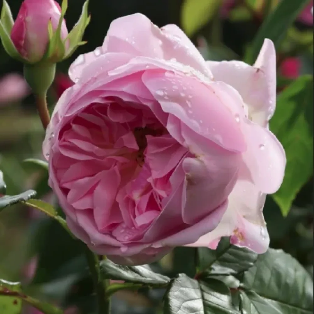 Ruusu 'Gentle Giant' – paljasjuurinen