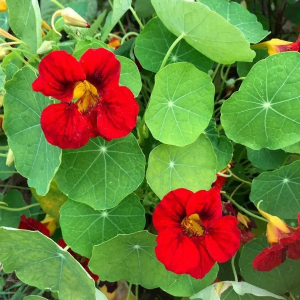 Köynnöskrassi 'Tip-Top Scarlet'