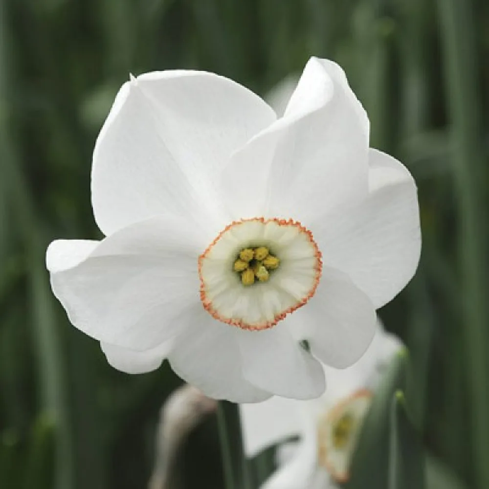 Narsissi 'Dreamlight'
