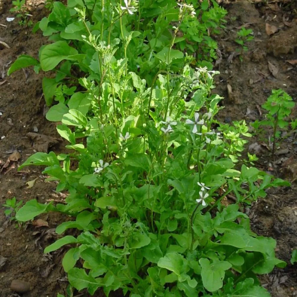 Rucola