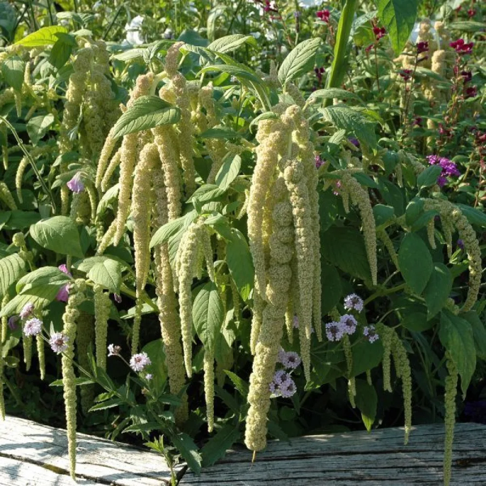Riippuamarantti 'Viridis'