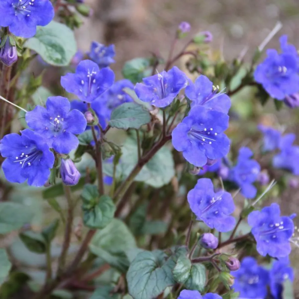 Hunajakukka Phacelia campanularia – sininen