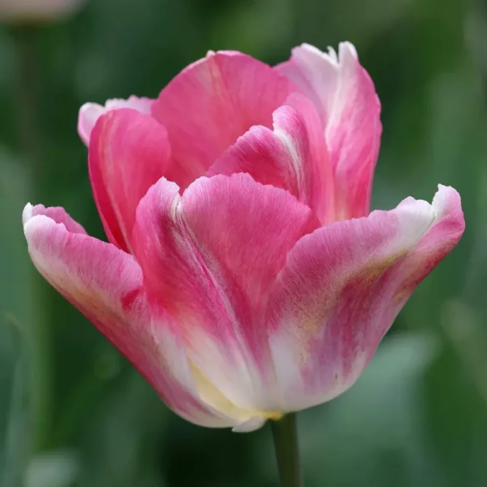Tulppaani 'Dynasty'