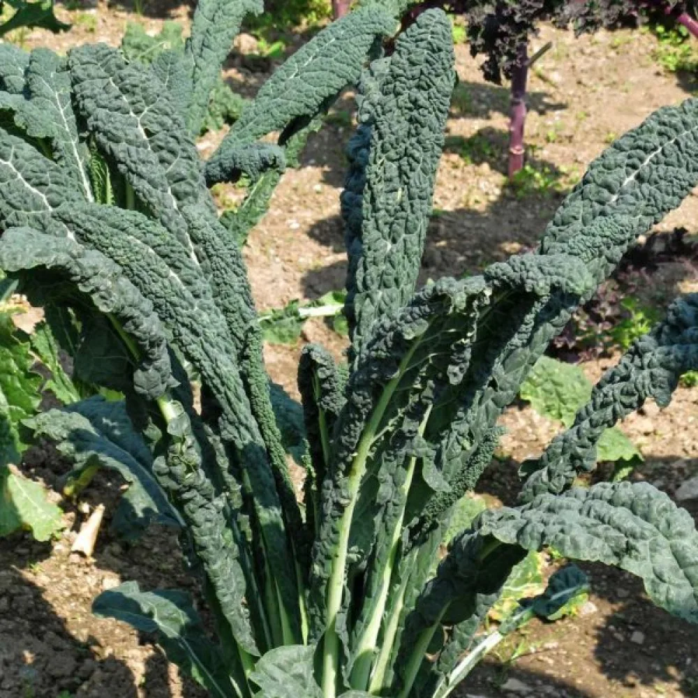Lehtikaali 'Nero di Toscana'