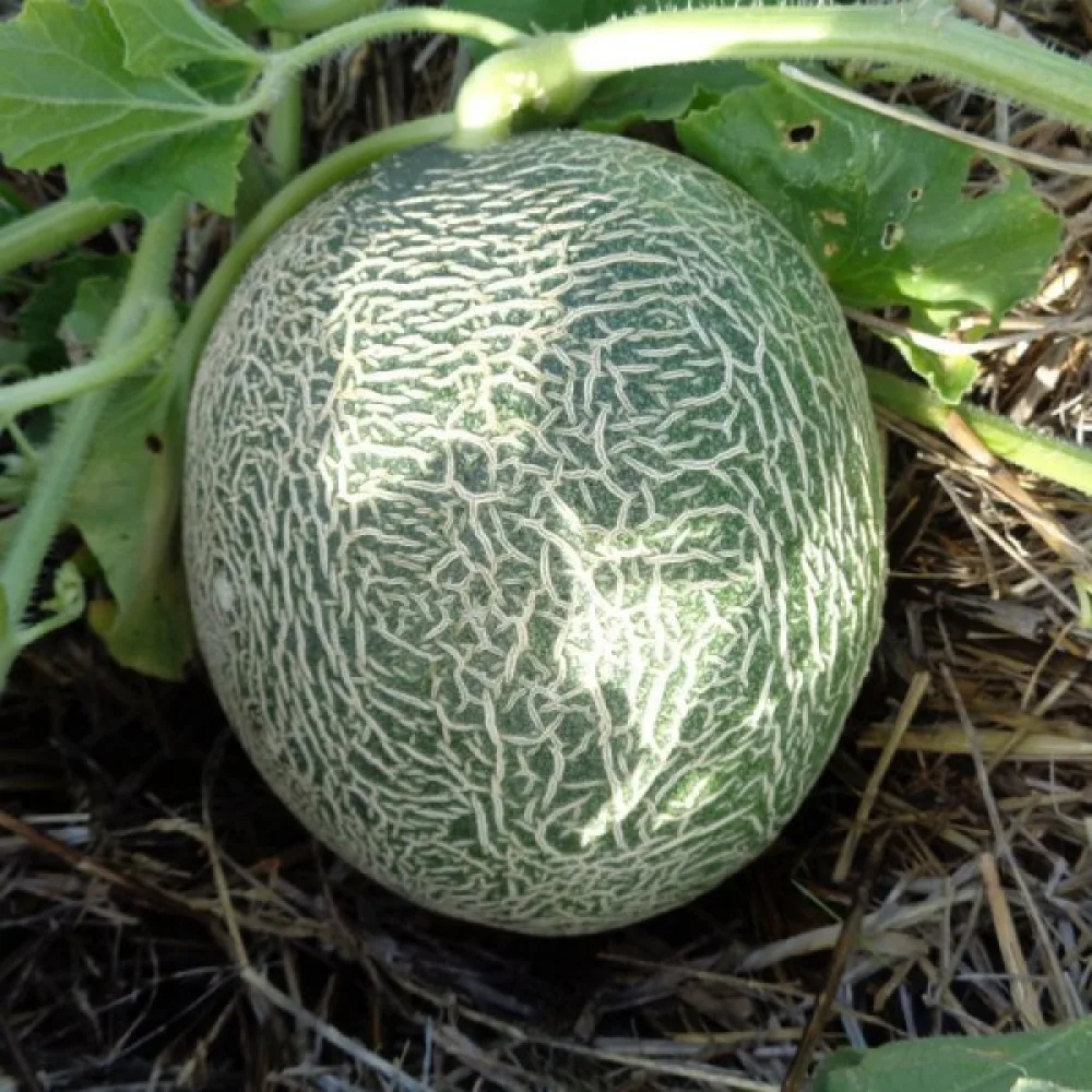 Meloni 'Seledyn' F1