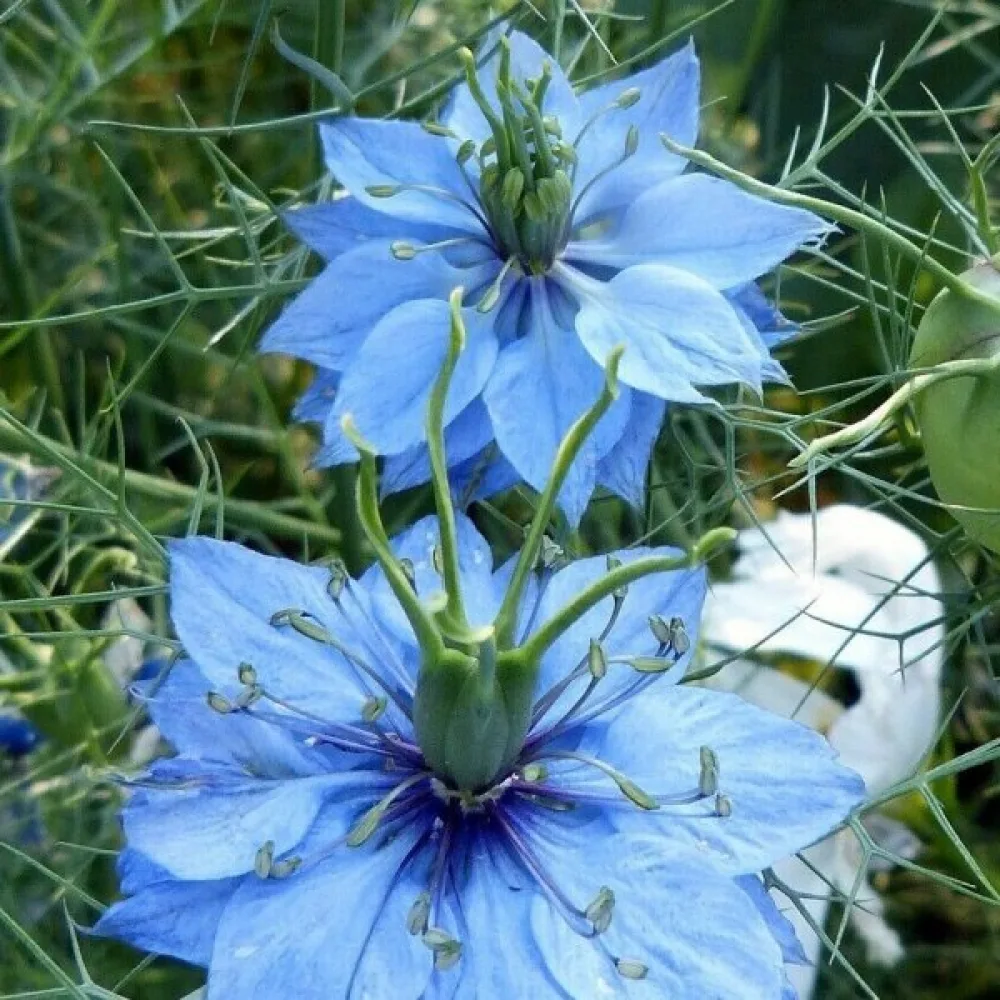 Neidonkukka 'Miss Jekyll' – vaaleansininen
