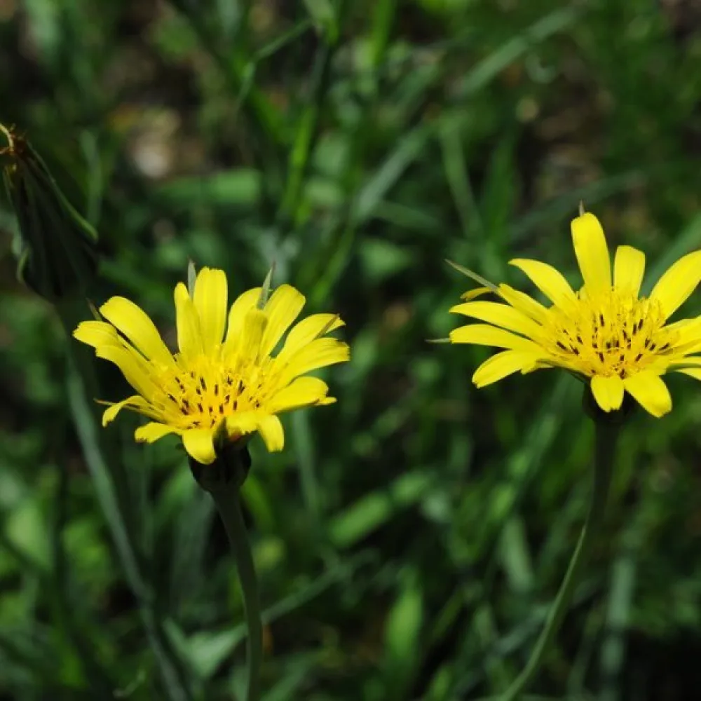 Niittypukinparta Tragopogon pratensis