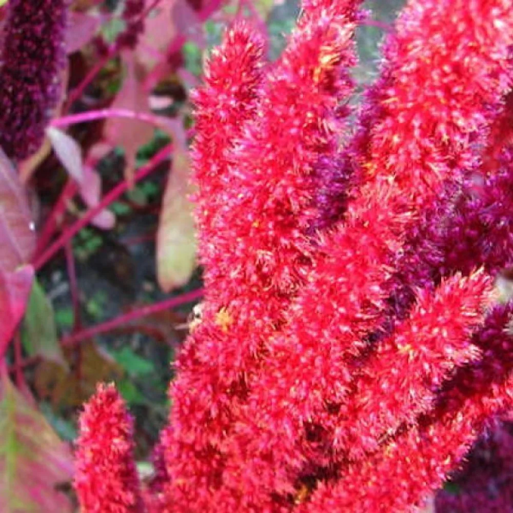 Amarantti 'Tower Red'