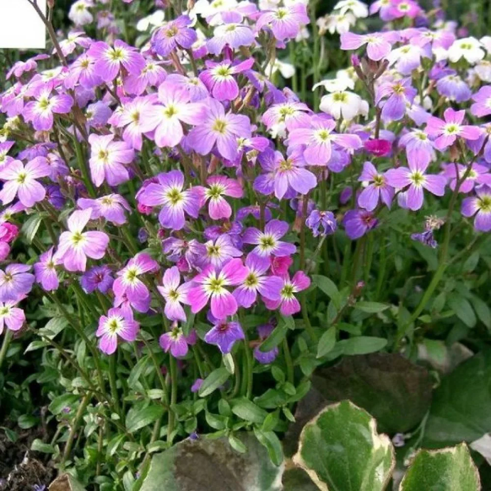 Malkolmia Malcolmia maritima, sekoitus