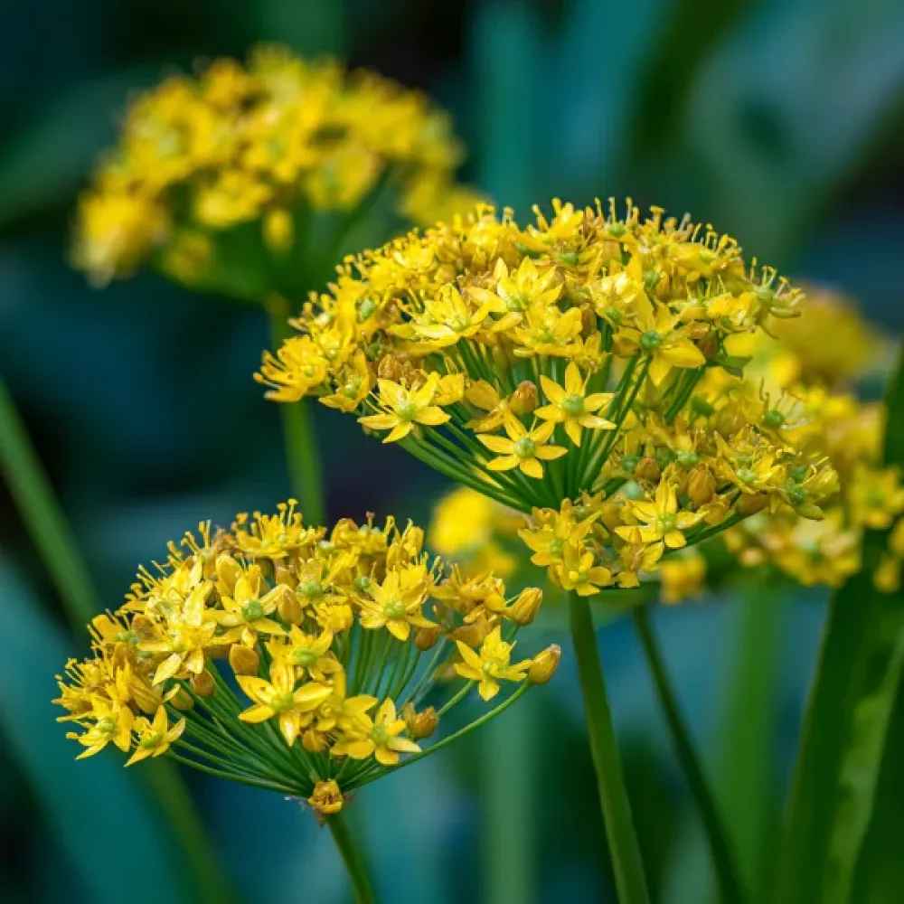 Koristelaukka 'Moly Luteum'