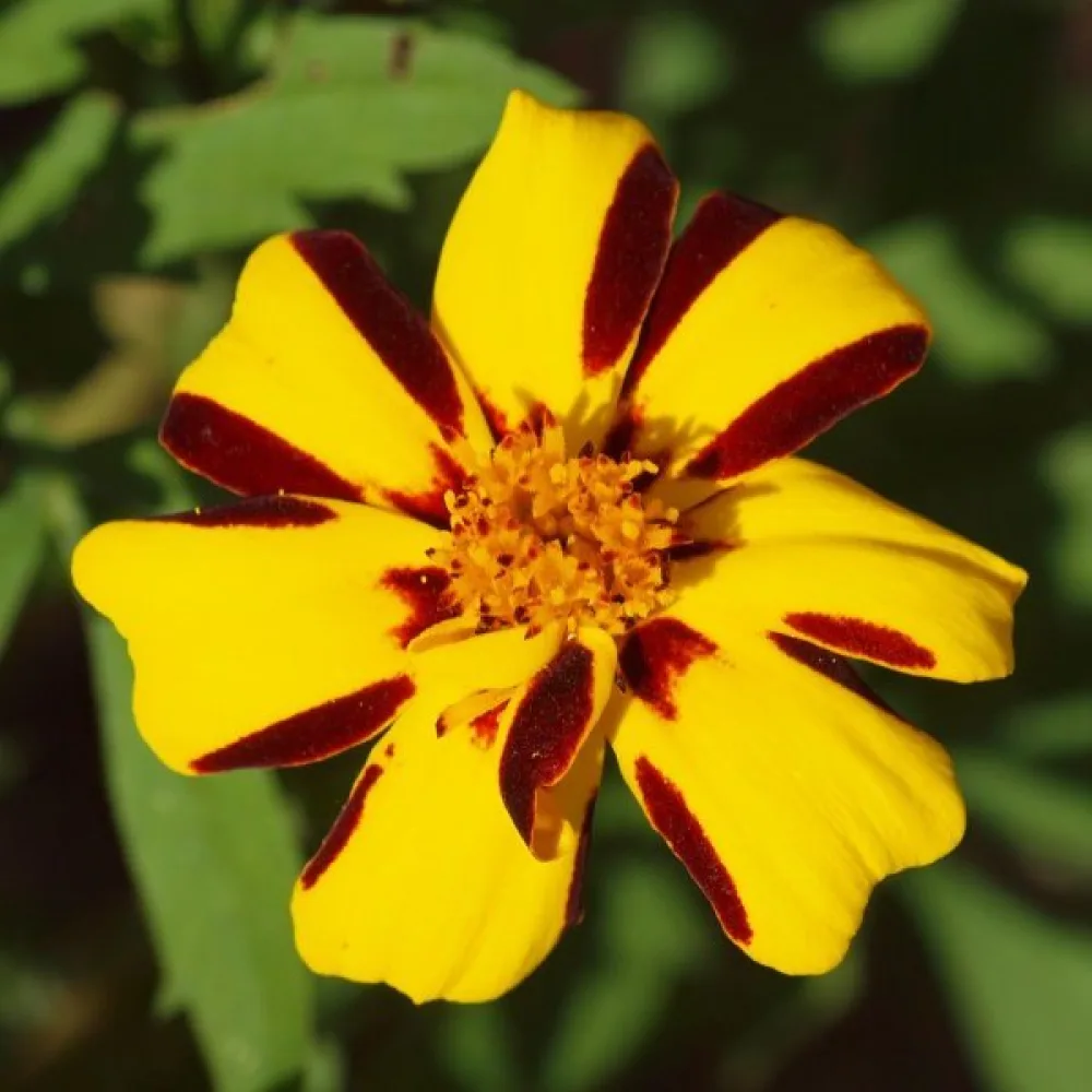 Ruusukesamettikukka 'Athos'