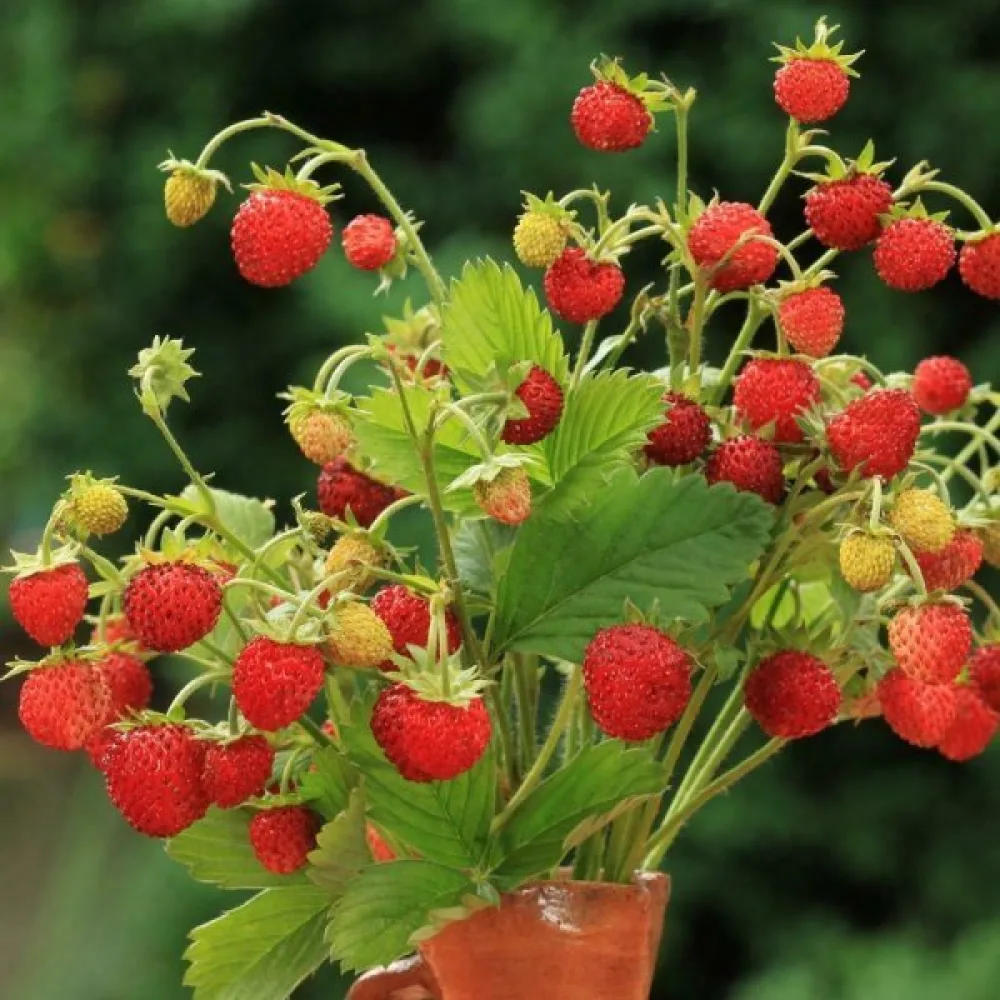Ahomansikka 'Baron Solemacher'