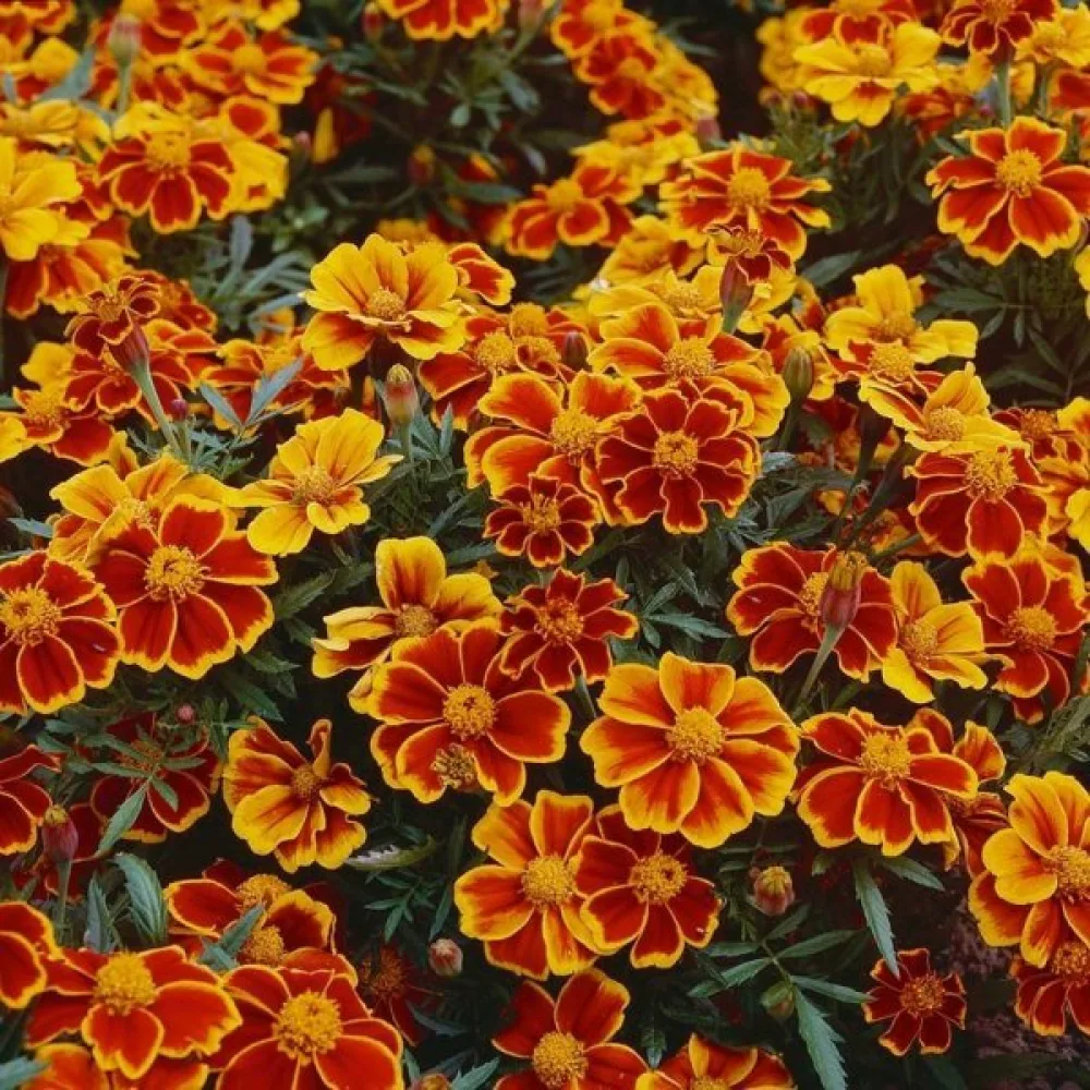 Ruusukesamettikukka 'Red Marietta'