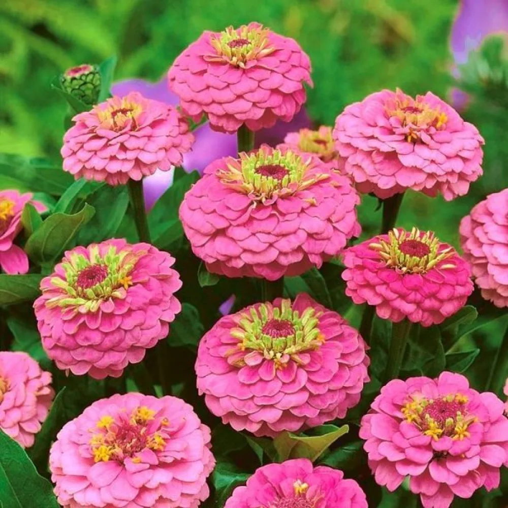 Tarhatsinnia 'Lilliput Rose Gem'