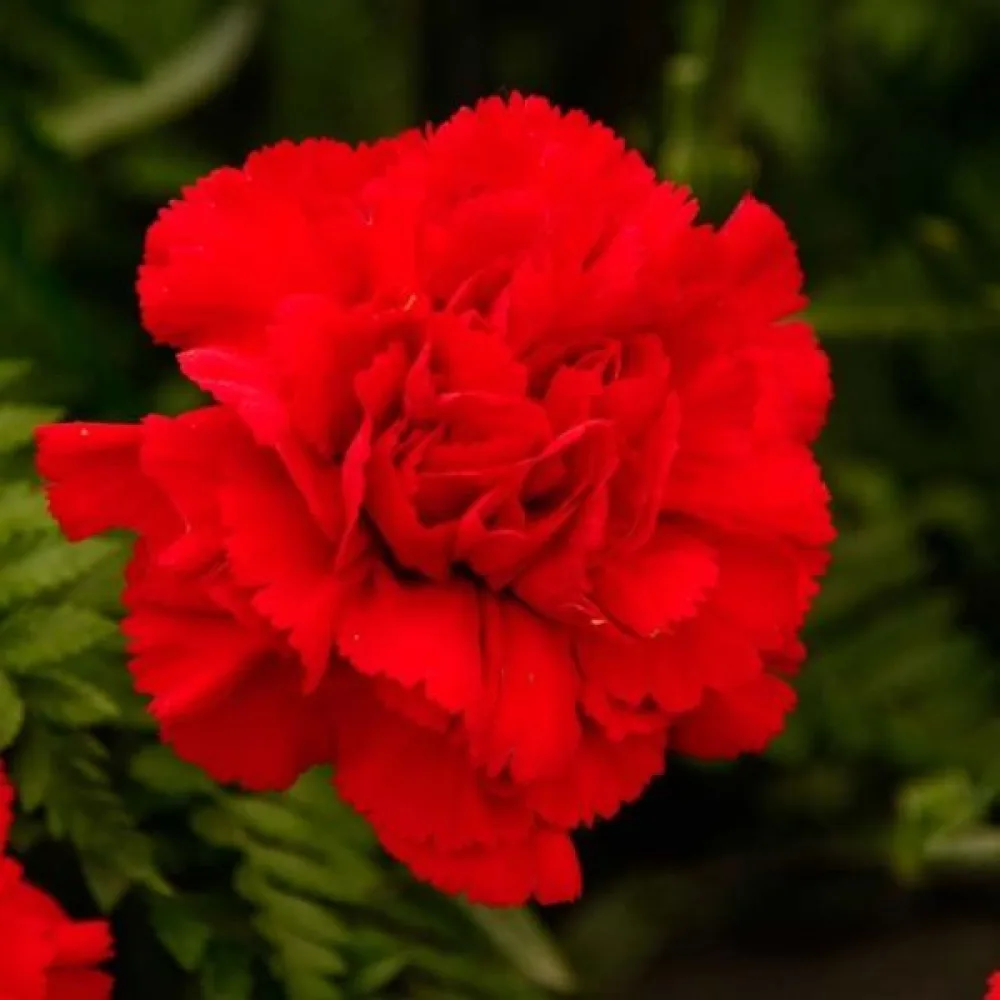 Neilikka Chabaud 'Nero'