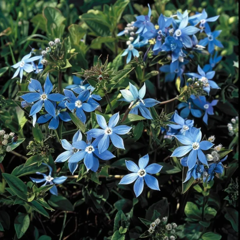 Tweedia 'Heavenly Blue'