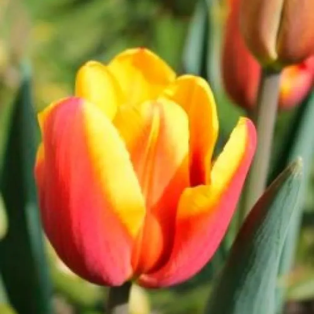 Tulppaani 'Denmark'