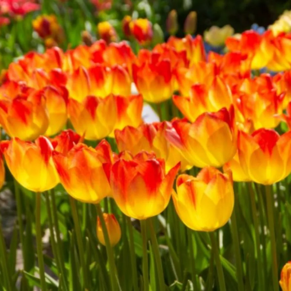 Tulppaani 'Suncatcher'