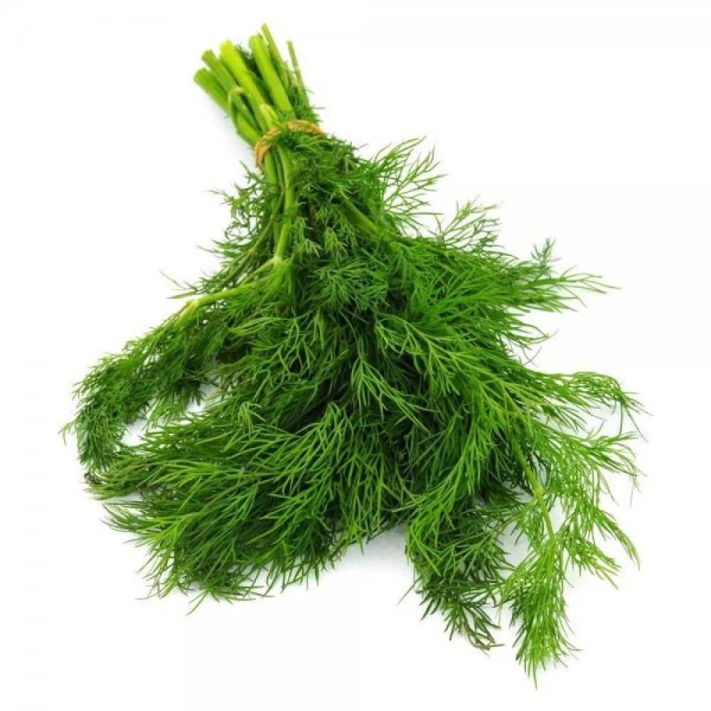 Tilli 'Ambrozja'