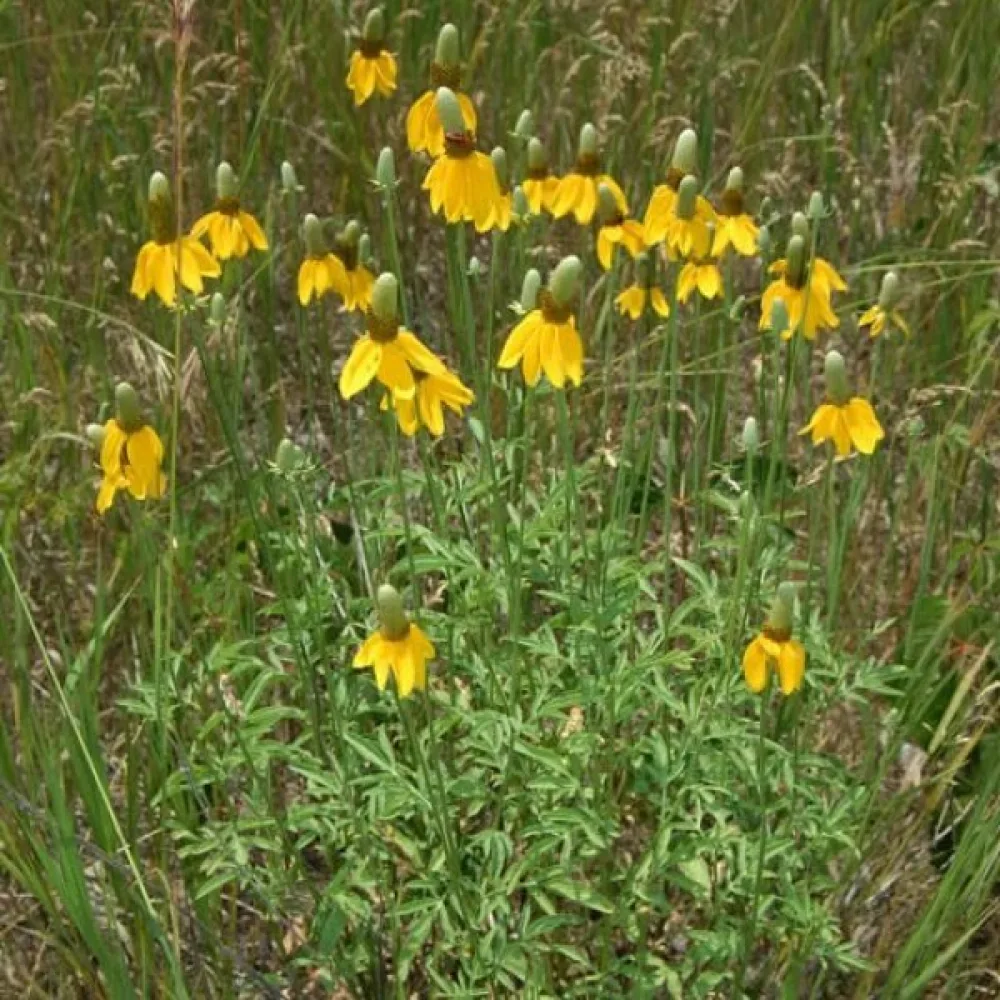 Meksikonhattu Ratibida columnifera