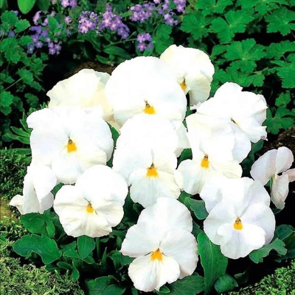 Tarhaorvokki 'Firnenschnee'