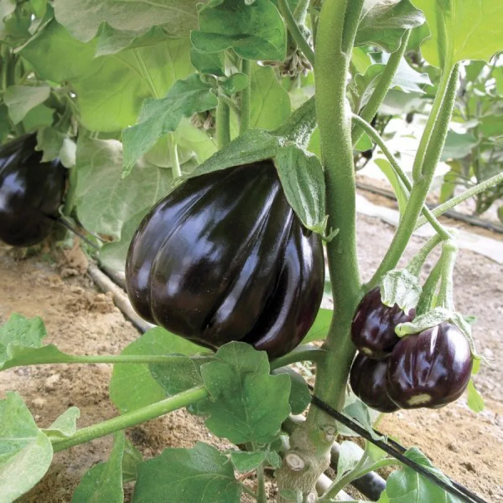 Munakoiso 'Black Beauty'