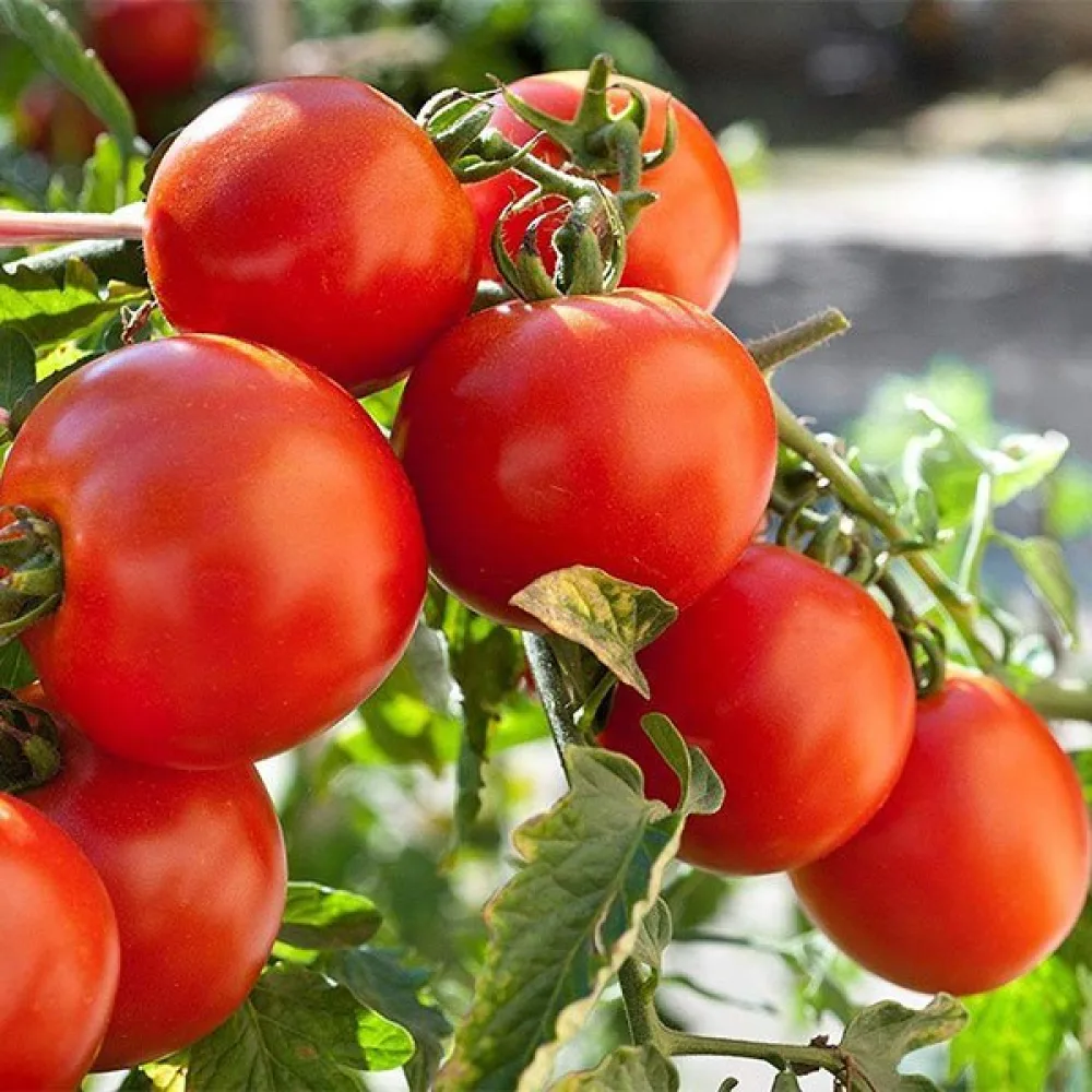 Kirsikkatomaatti 'Red Cherry'