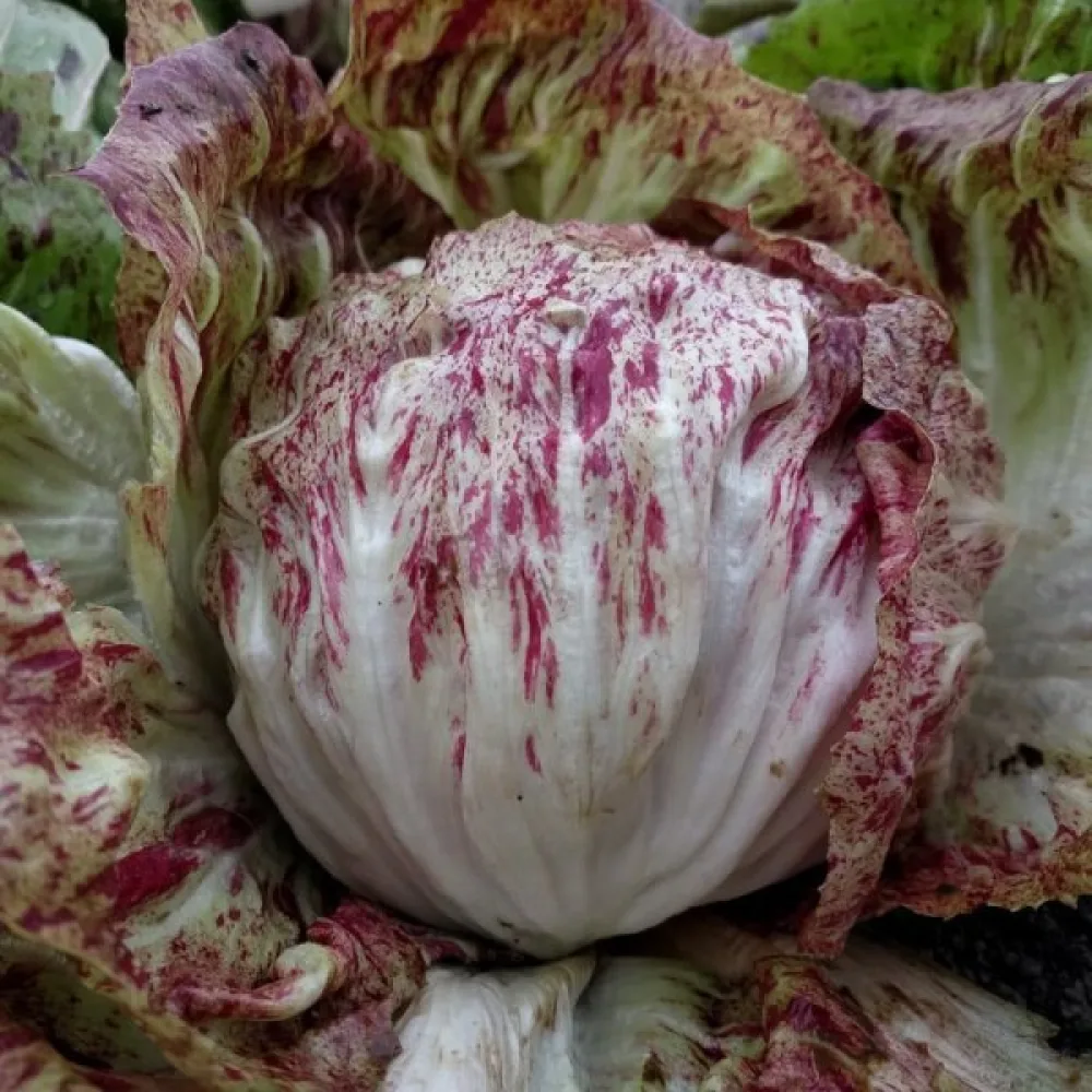 Sikuri 'Variegata di Chioggia'