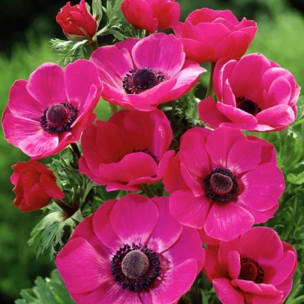 Vuokko 'Sylphide de Caen Pink'