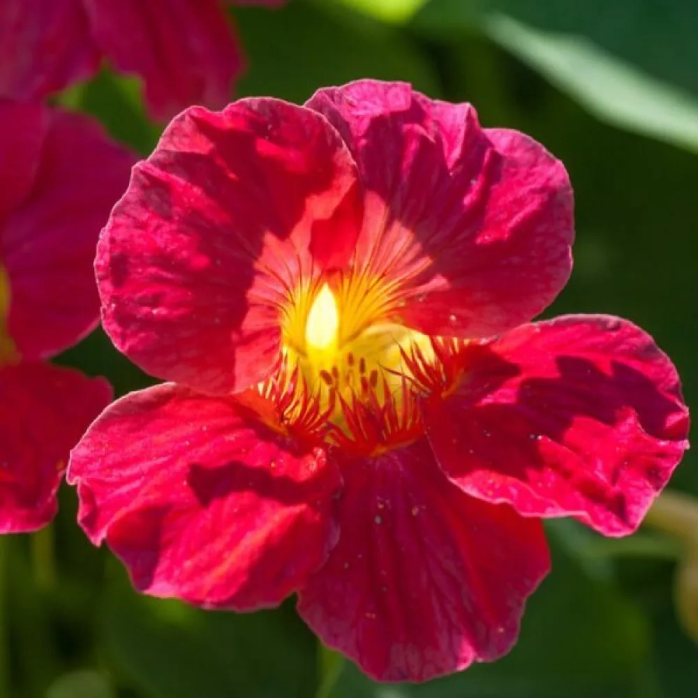 Köynnöskrassi 'Cherry Rose'