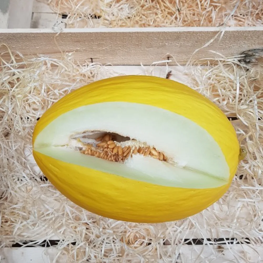 Meloni 'Jaune Canari 3'