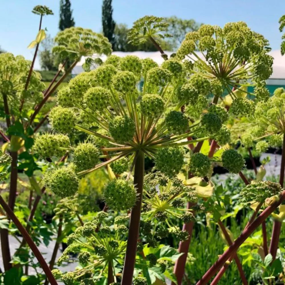 Väinönputki Angelica archangelica