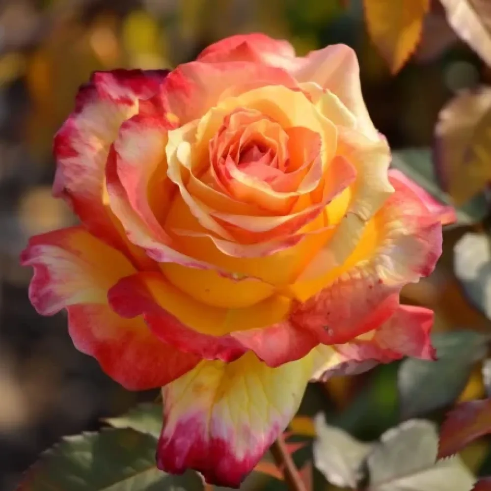 Ruusu 'Golden Orange Whirlwind' – paljasjuurinen