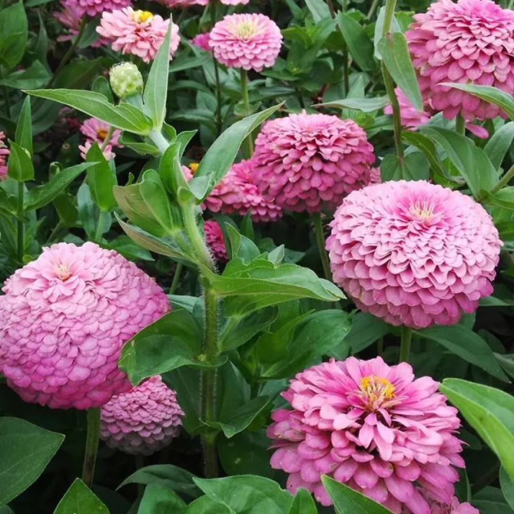 Tsinnia 'Miss Willmott'