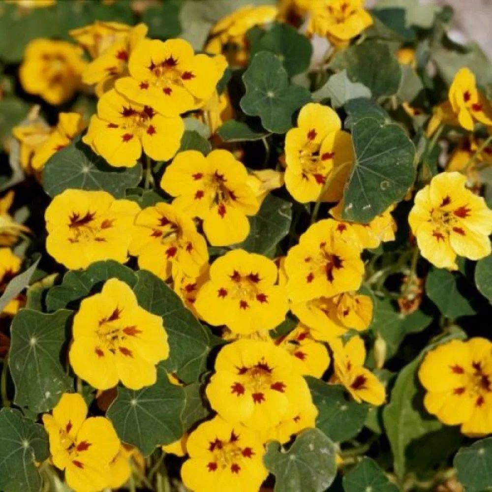Köynnöskrassi 'Tip-Top Ladybird Yellow'