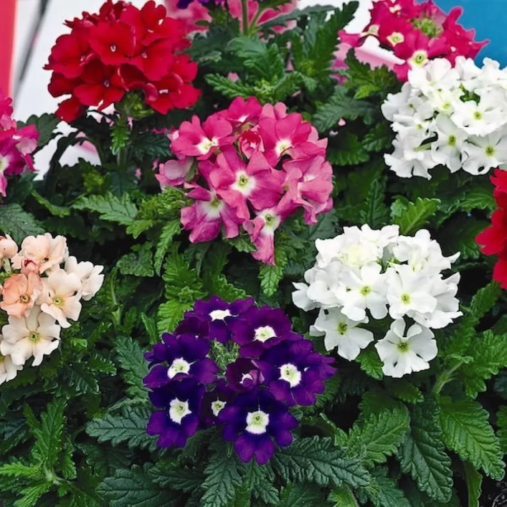 Riippuverbena (sekoitus)